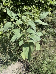 Cyclachaena xanthiifolia