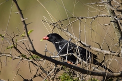 Bubalornis niger niger