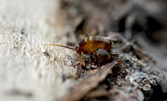 Myrmecophilus acervorum