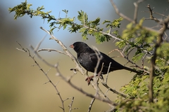 Bubalornis niger niger