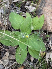 Cymbonotus lawsonianus
