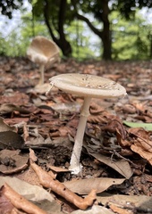 Amanita