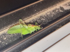 Hexacentrus japonicus