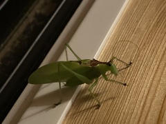 Hexacentrus japonicus