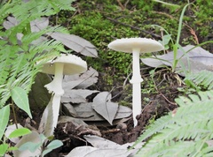 Amanita