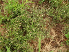 Erigeron divaricatus
