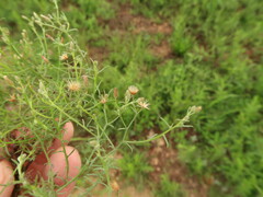 Erigeron divaricatus