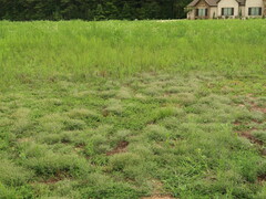 Erigeron divaricatus