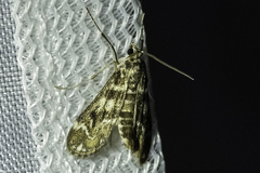 Hygraula nitens