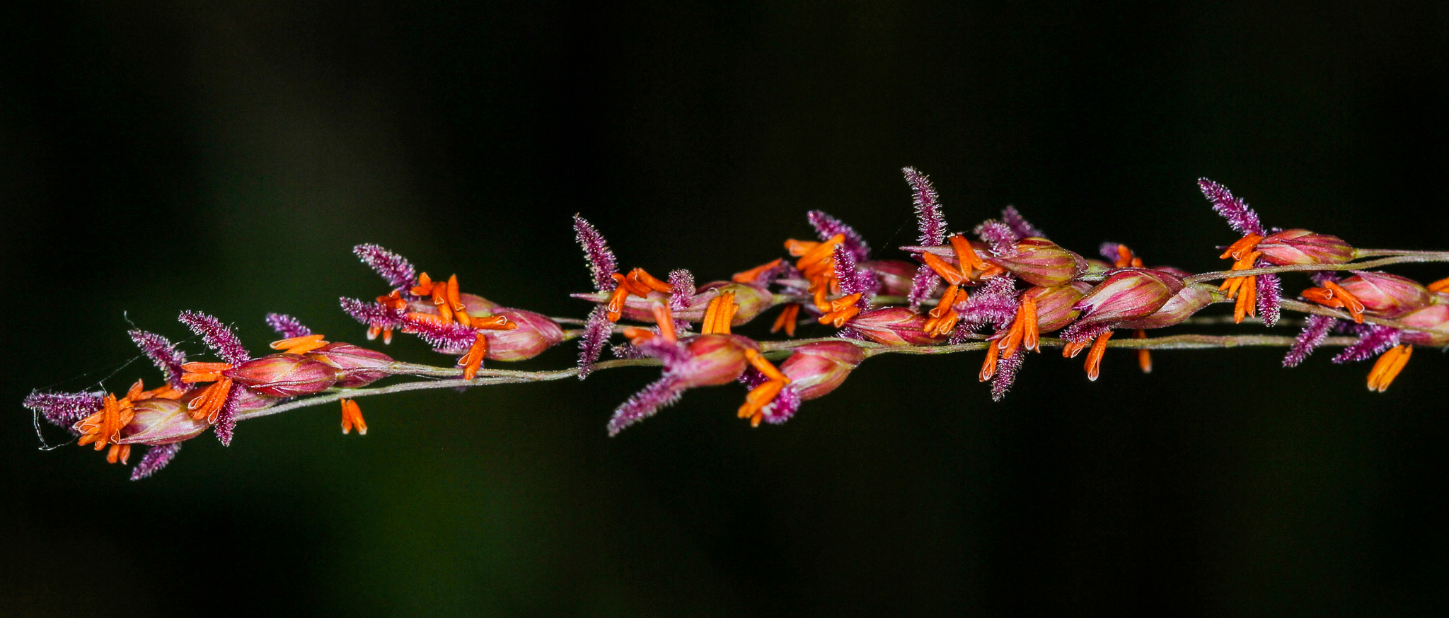 Panicum
