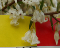 Styphelia setigera