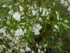 Styphelia setigera