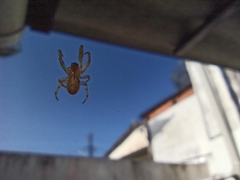 Araneae