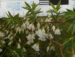 Styphelia setigera