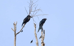 Dicrurus paradiseus hypoballus