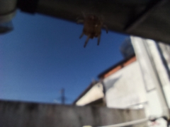 Araneae