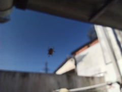 Araneae