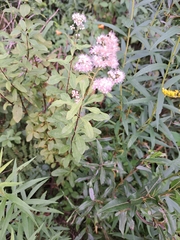 Spiraea alba latifolia