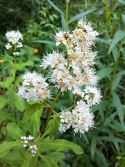 Spiraea alba latifolia