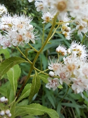 Spiraea alba latifolia