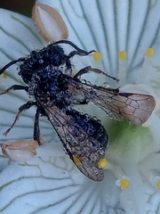 Andrena parnassiae