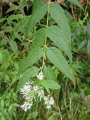 Eupatorium chinense tozanense