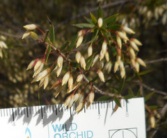 Styphelia setigera