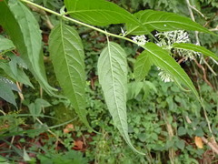 Eupatorium chinense tozanense