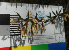 Styphelia setigera