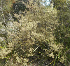 Styphelia setigera