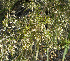 Styphelia setigera