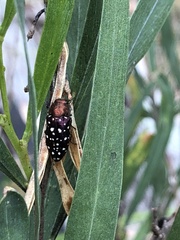 Diphucrania leucosticta