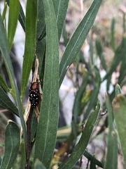 Diphucrania leucosticta