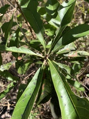 Planchonella pohlmaniana