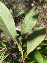 Planchonella pohlmaniana