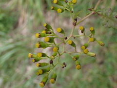 Senecio scandens incisus
