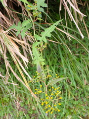 Senecio scandens incisus