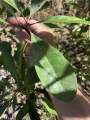 Planchonella pohlmaniana