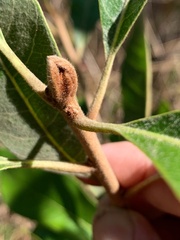 Planchonella pohlmaniana
