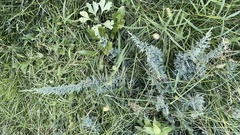 Juniperus sabina
