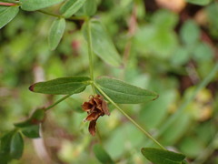 Hypericum taihezanense