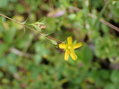 Hypericum taihezanense