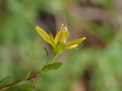 Hypericum taihezanense