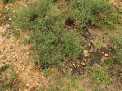 Erigeron divaricatus