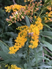Petrophila canadensis