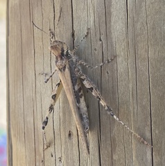 Acrotylus insubricus