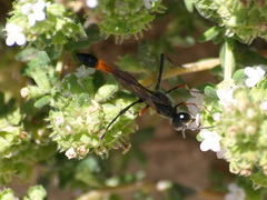 Ammophila laevicollis