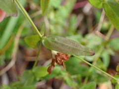 Hypericum taihezanense