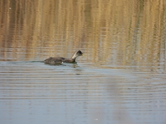 Porphyriops melanops