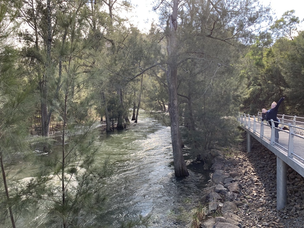 River sheoak from Cotter Reserve, Coree, ACT, AU on August 7, 2022 at